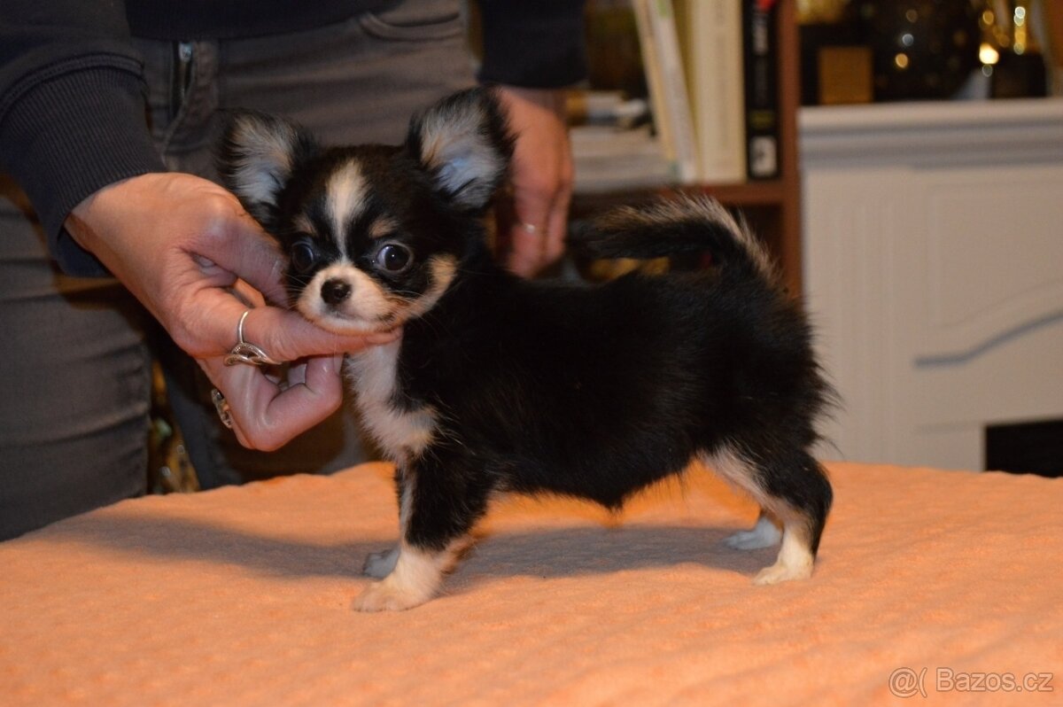 Čivava s PP - Fenka k odběru - 3