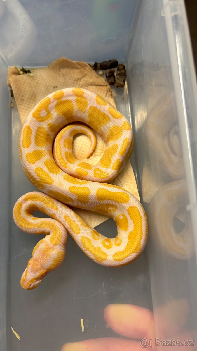 Krajta královská 🐍 - 3