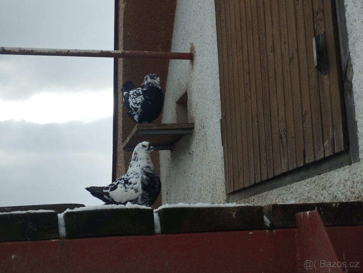 Prodám holuby king - 3