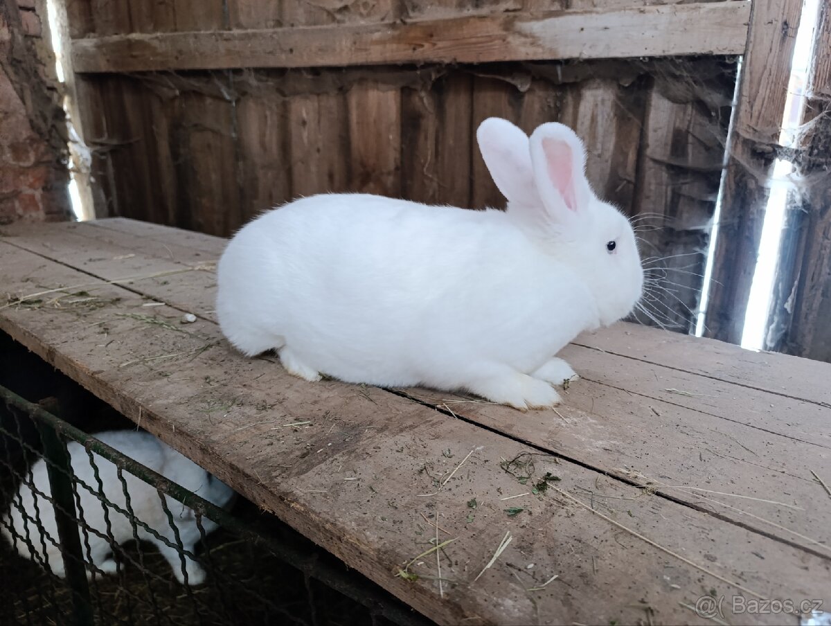 Králík Vídeňský bílý a modrošedý - 3