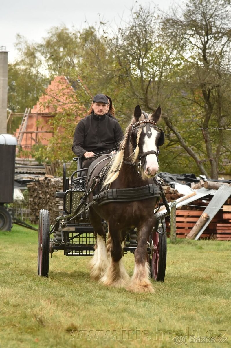 Irský cob hřebec - 3