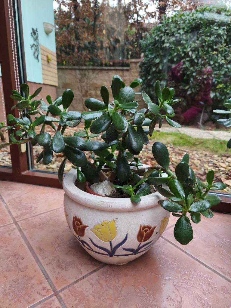 Prodám pokojové rostliny TLUSTICE - 3