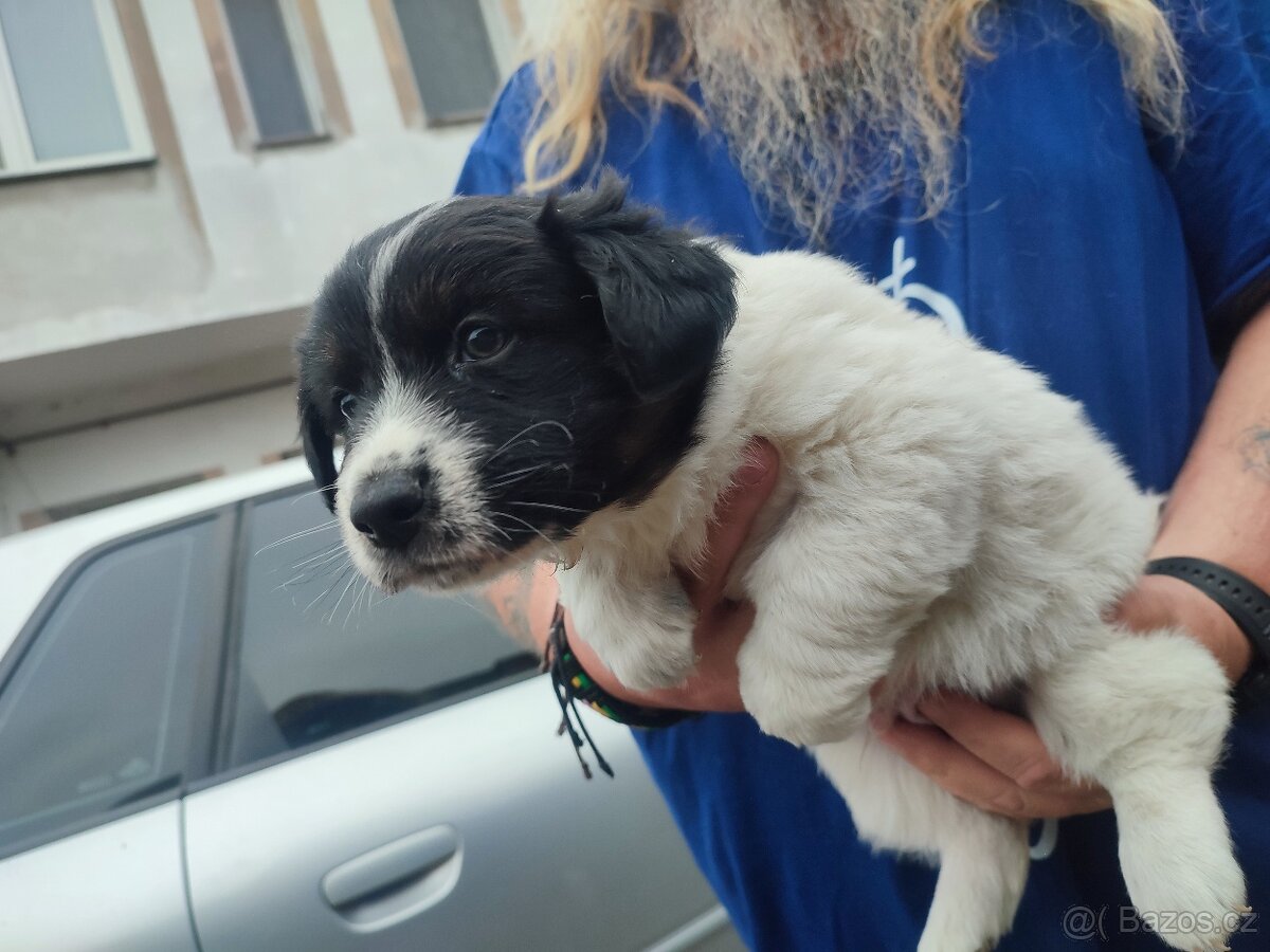 Daruji štěňata křížence - 3