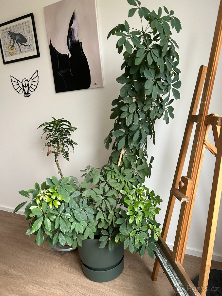 Pokojové rostliny - 3
