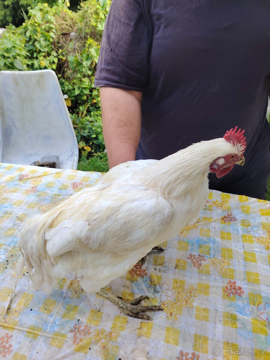 Prodám kohouta - 3