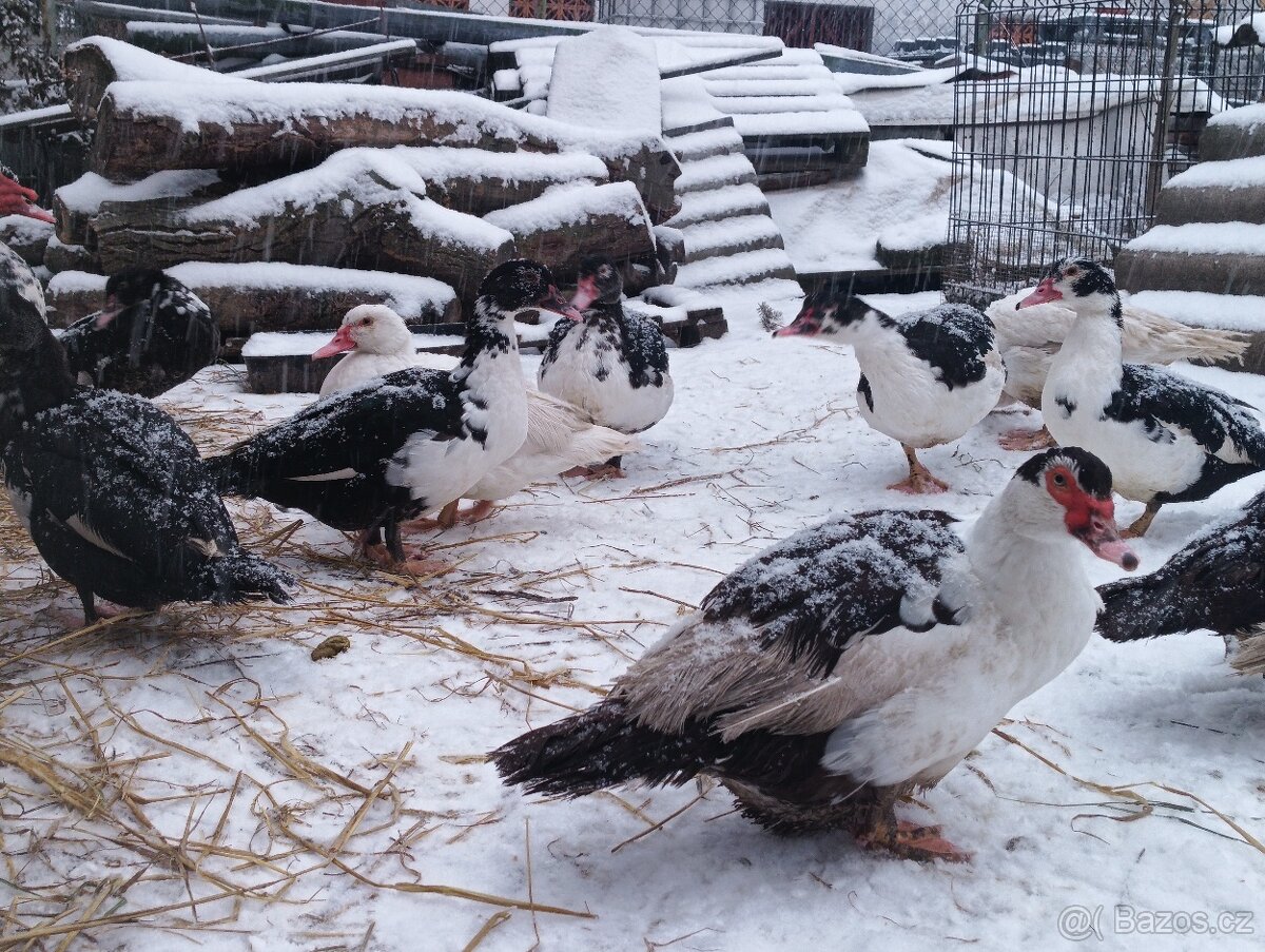 Kachna pižmová - 3