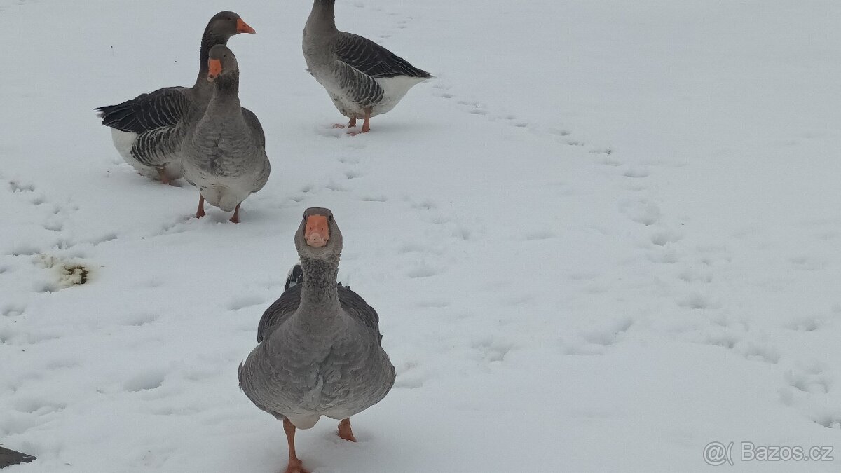 Násadová husí vejce - 3