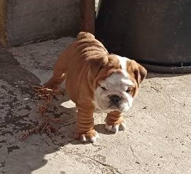 Anglický buldok s PP - 3