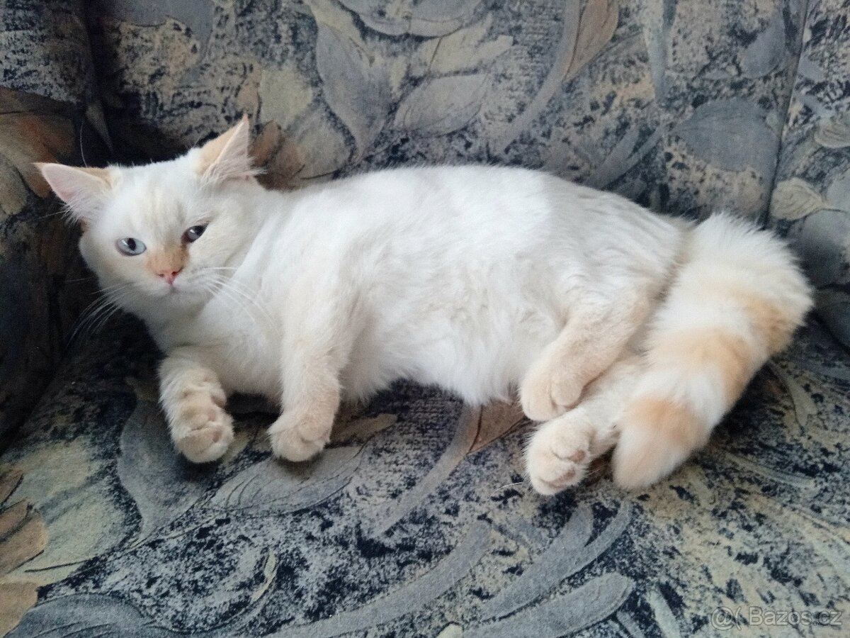 Britský kocourek colorpoint s PP - 3