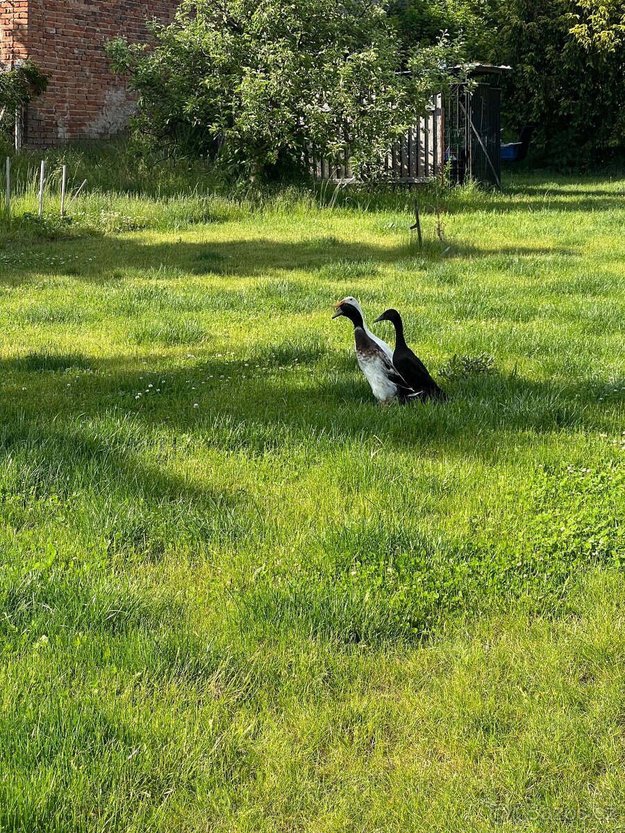 Pár indický běžec - 3