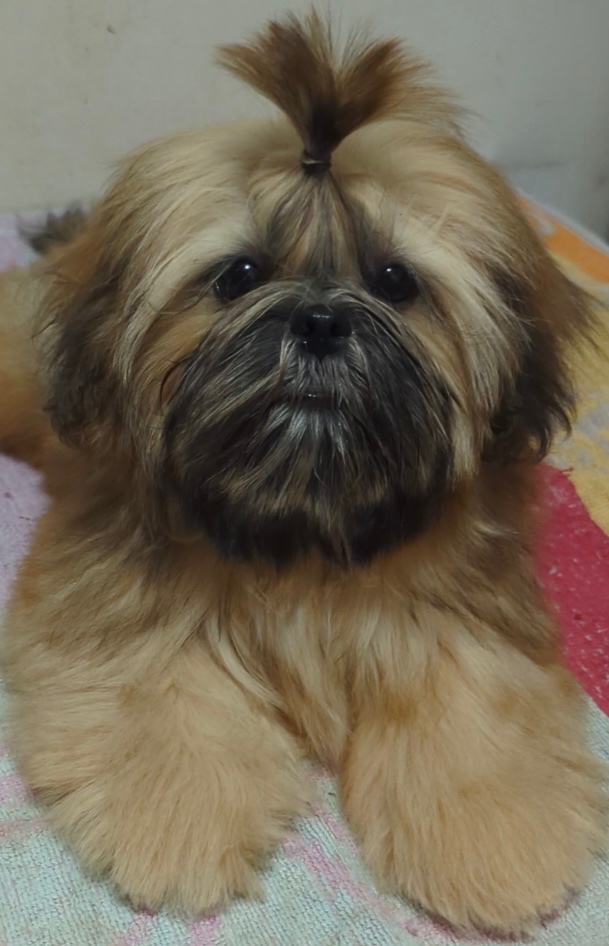 Štěňata Shih Tzu, FCI - 3