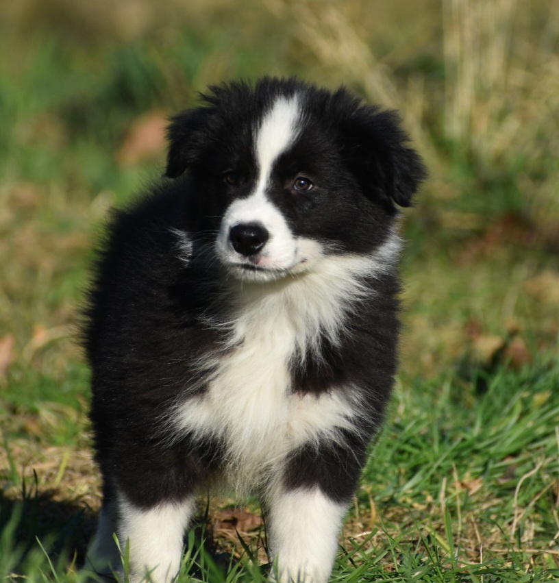 Border kolie s PP - 3