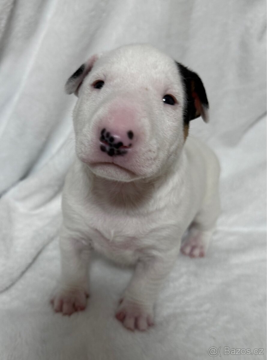 Miniaturní bulteriér pes s PP - 3