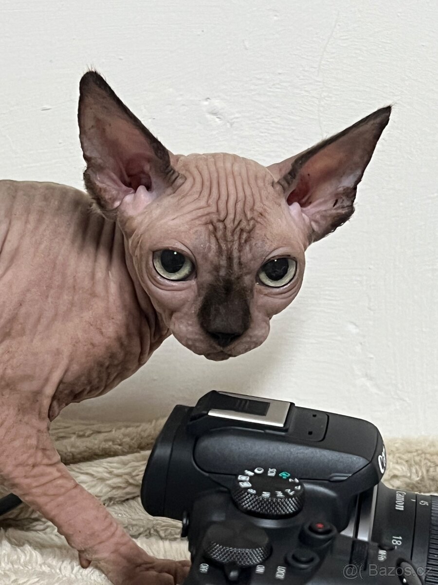 Kanadský sphynx - 3