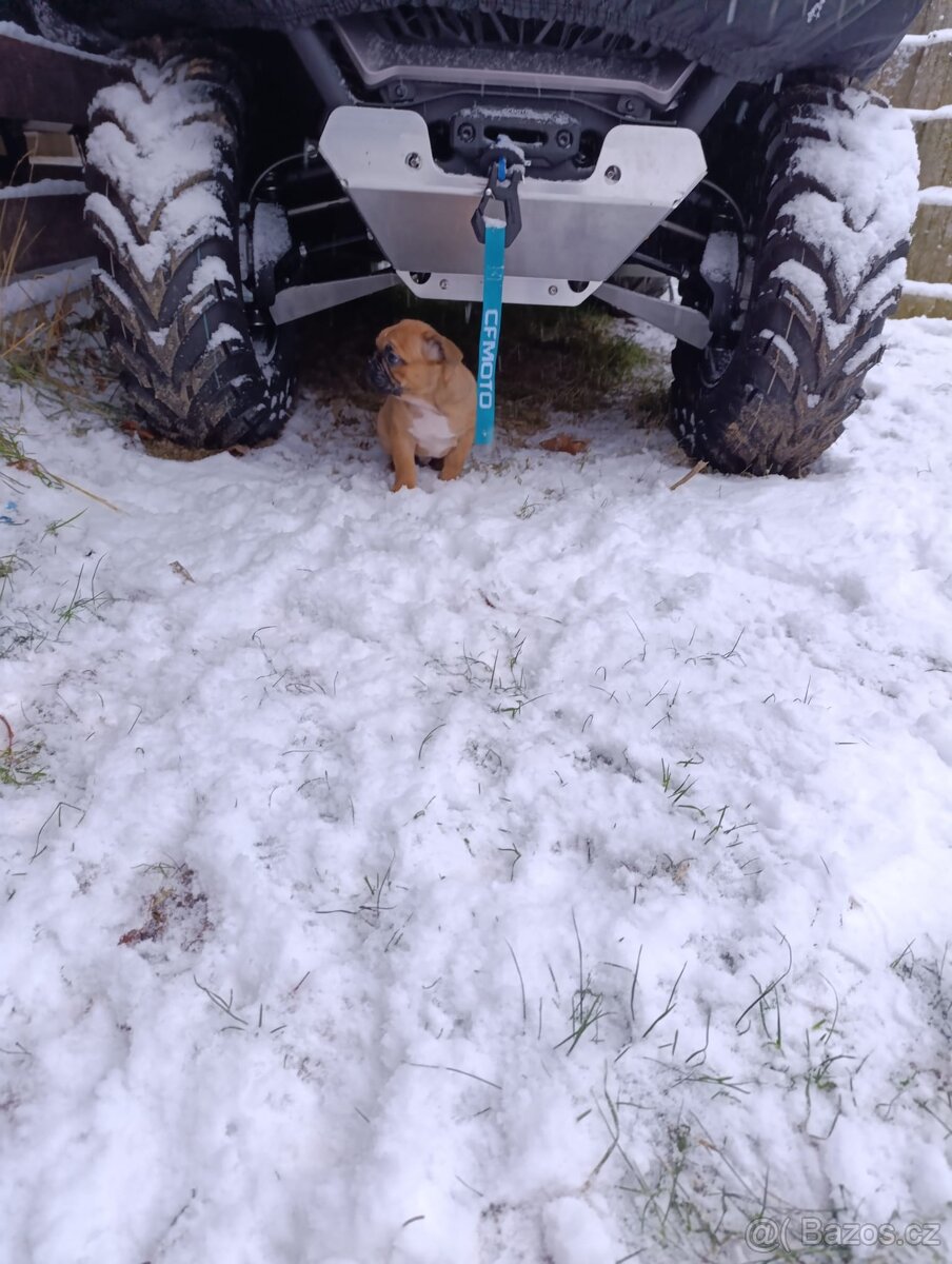 Francouzský buldocek - 3