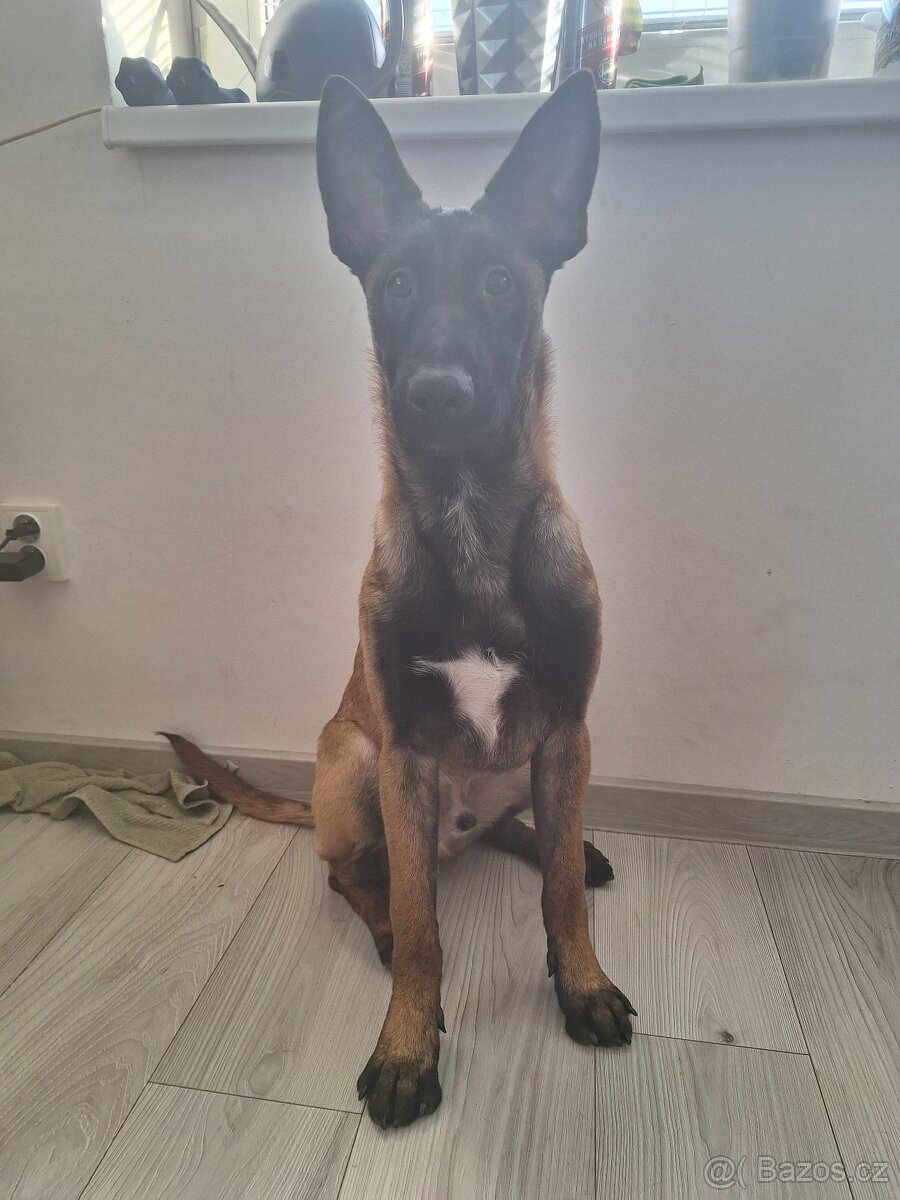 Štěně Malinois - 3