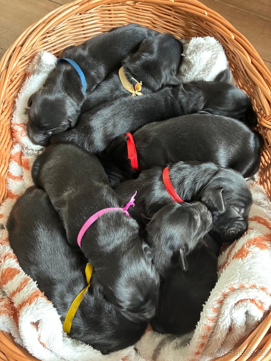 Flat Coated Retriever - černá štěňátka (odběr 6/2026) - 3