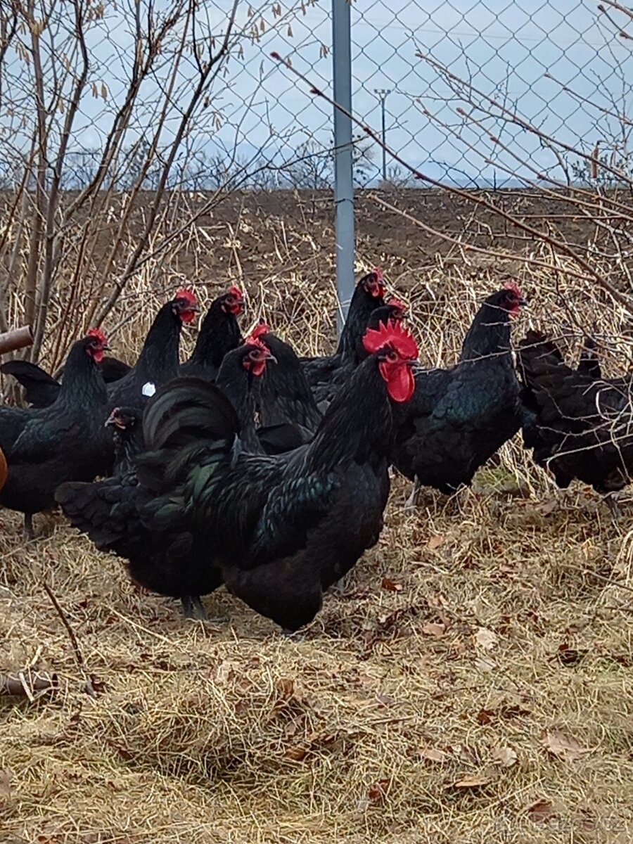 Násadová vejce - Australka velká černá - 3