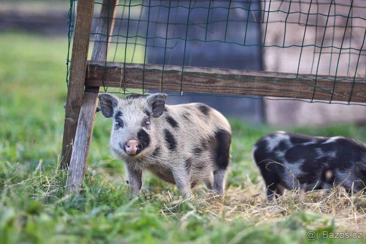 Göttingenské prasátko - 3