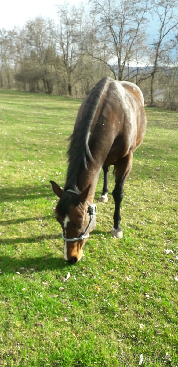 Kobylka Paint horse - 3