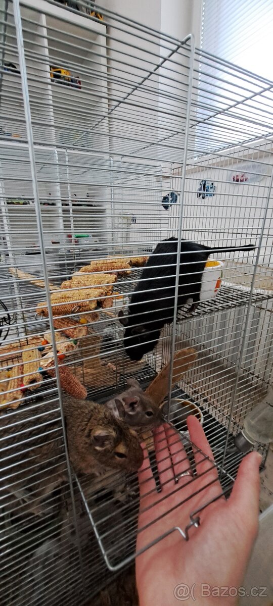 Osmaky degu - 3