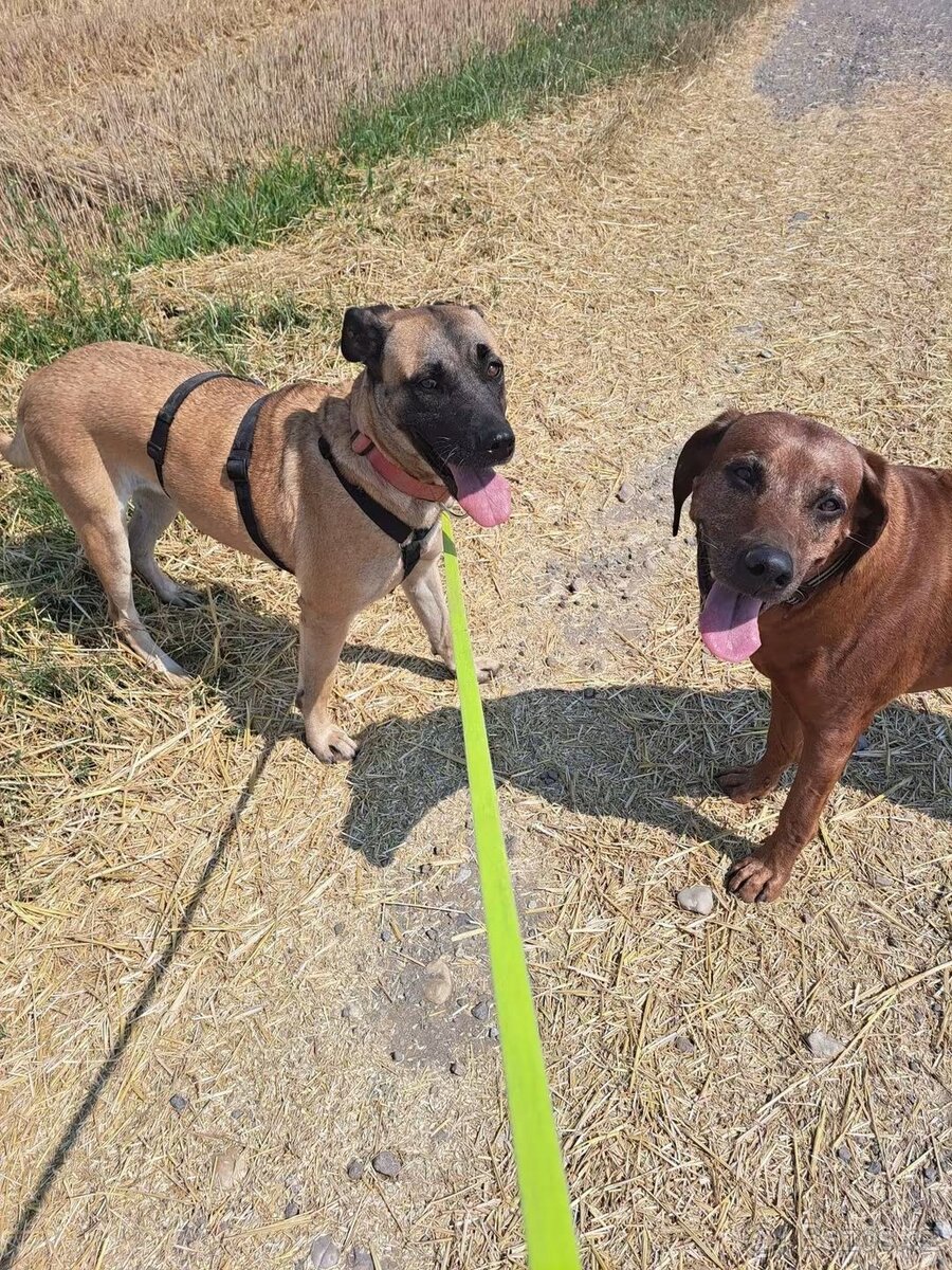 Kříženka Rhodéský Ridgeback - 3