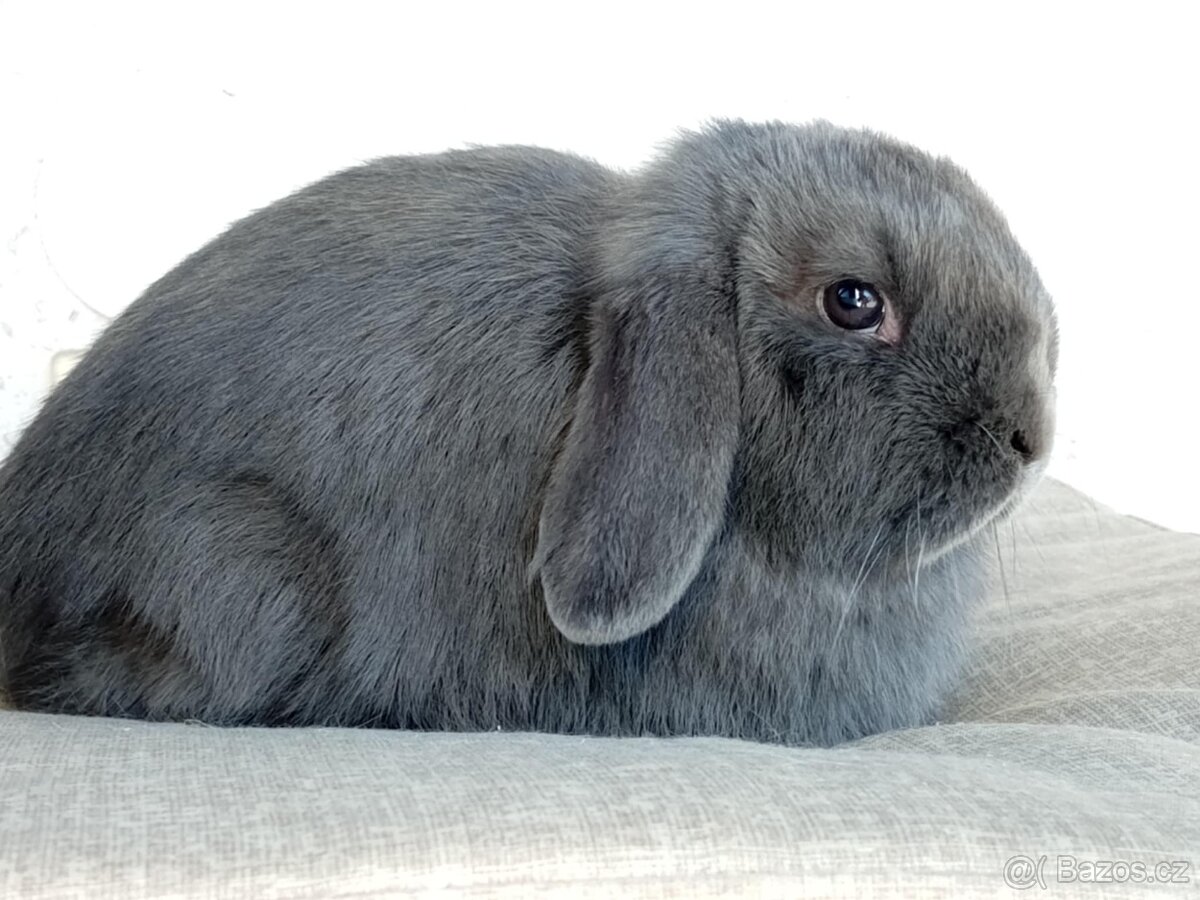 Samička Zakrslý Beránek MiniLop ❤️❤️ - 3