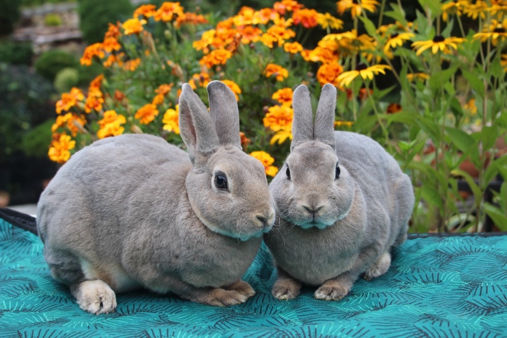 Zakrslý rex divoce modrý samička s PP - 3