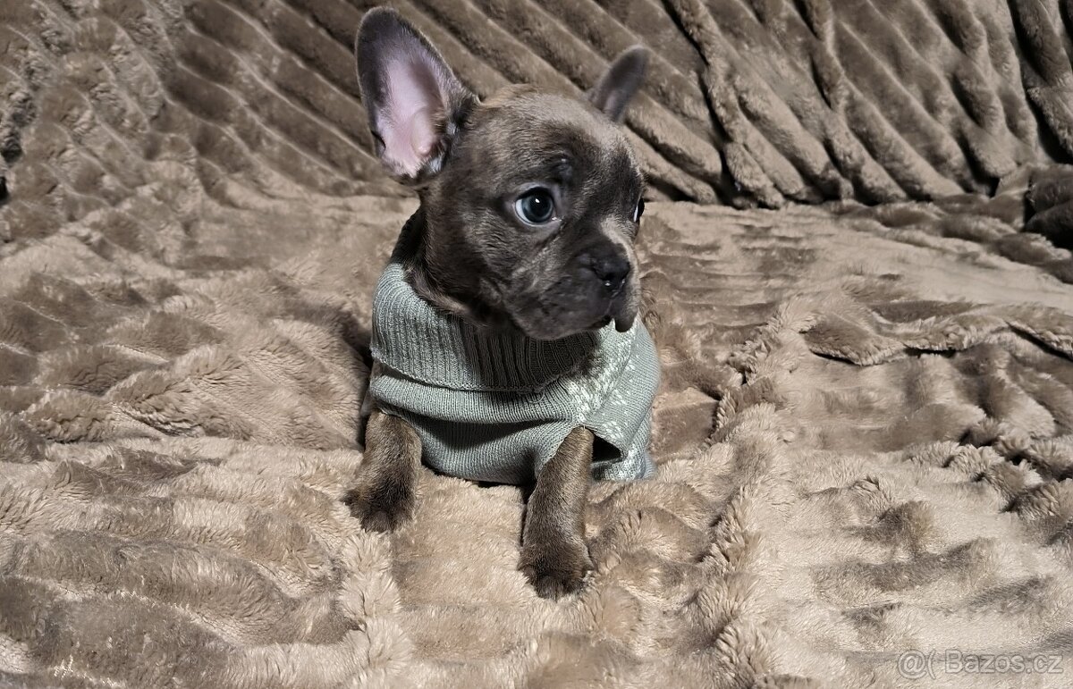 Francouzský Buldoček - 3