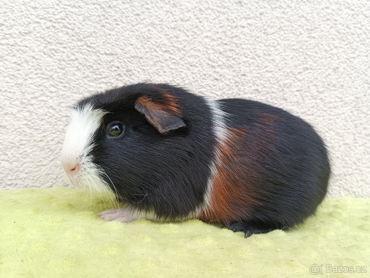 Morče - samec Viking - 3