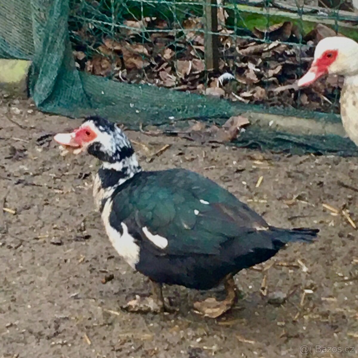 Kachna pižmová - 3