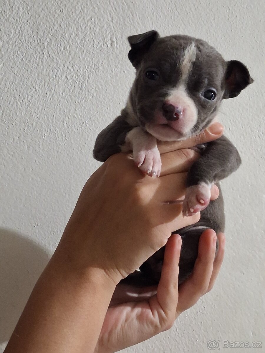 Stafordšírský bulteriel - 3