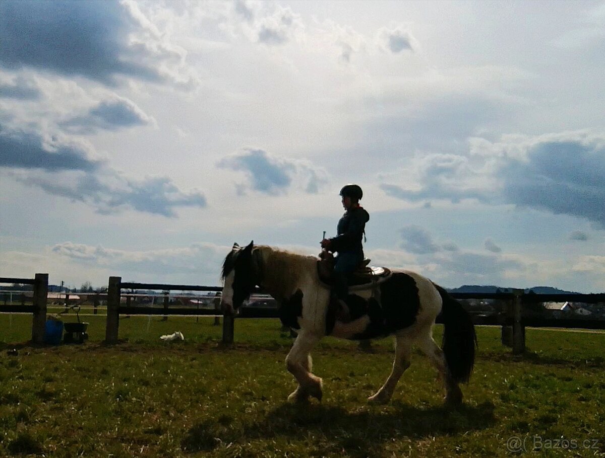 8letá kobyla barokní pinto - 3