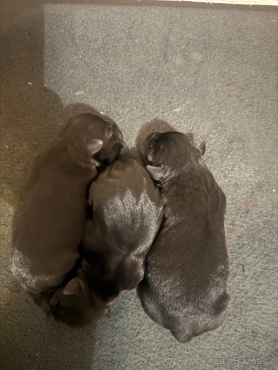 Stafordšírský bulteriér s PP - 3