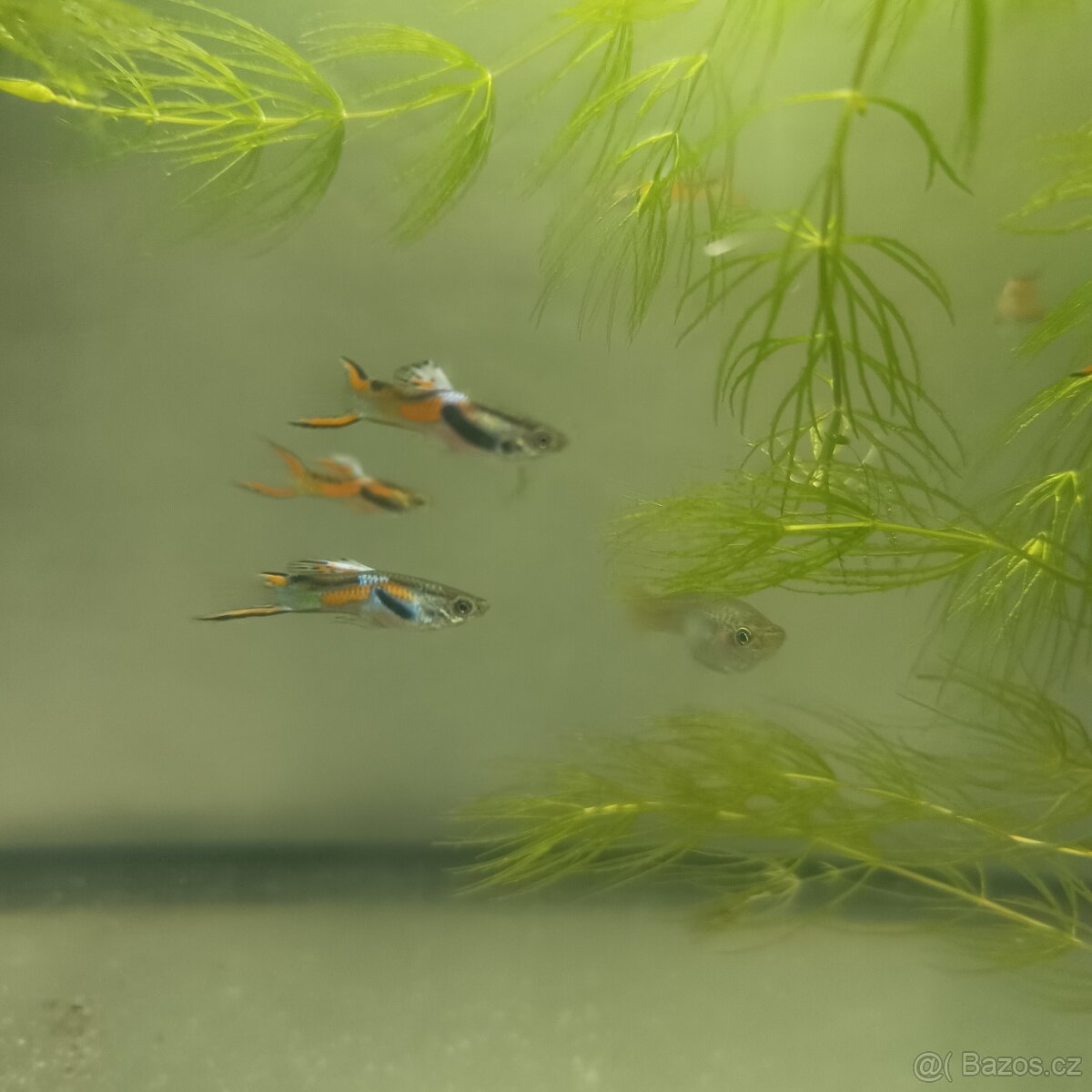 Enderky,cichavce, ancistrusy - 3