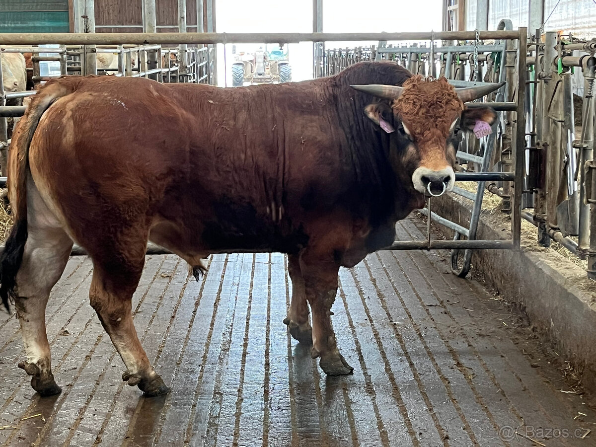 Prodám plemenného býčka Parthenais - 3