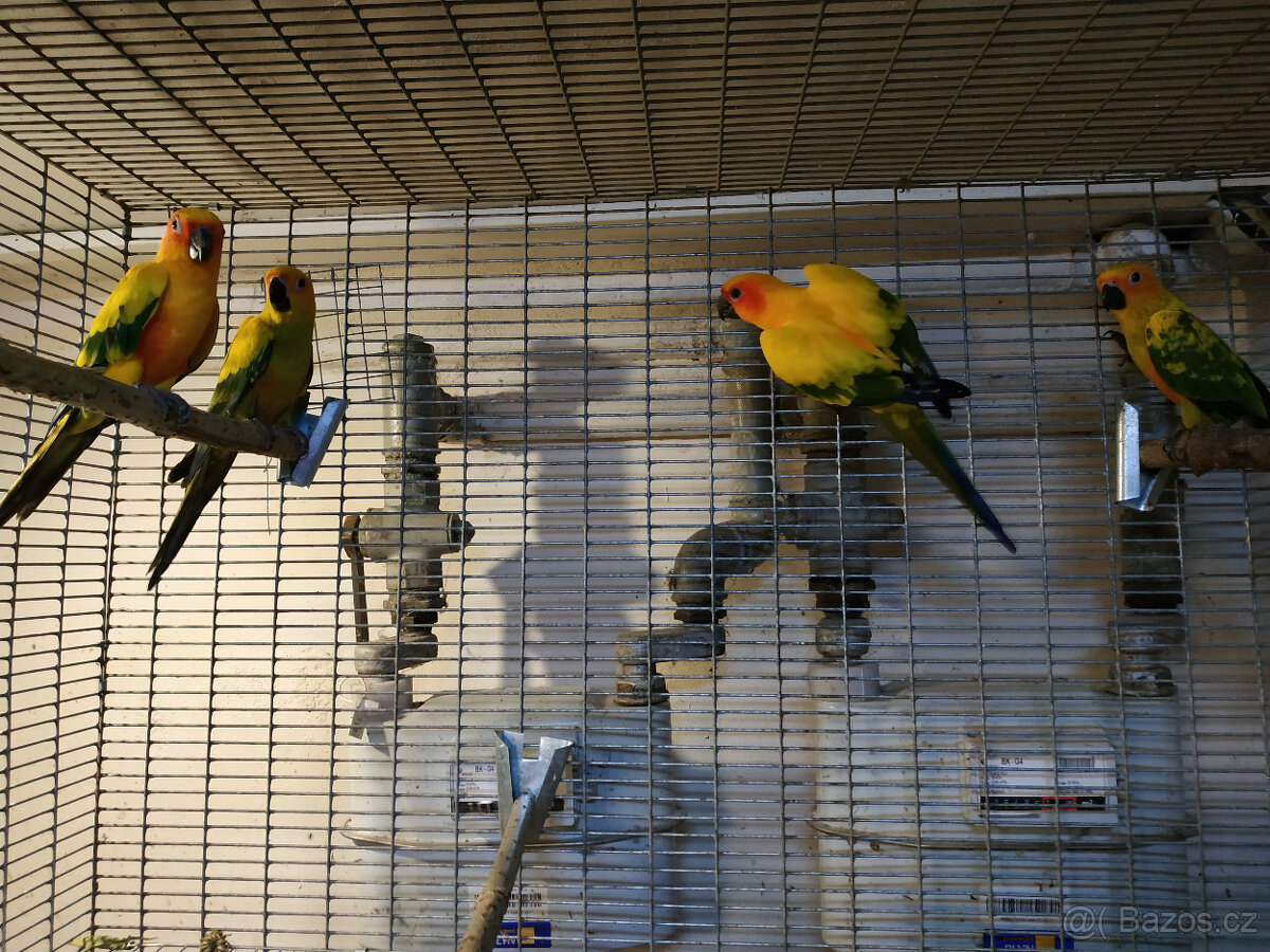 Aratinga sluneční - 3