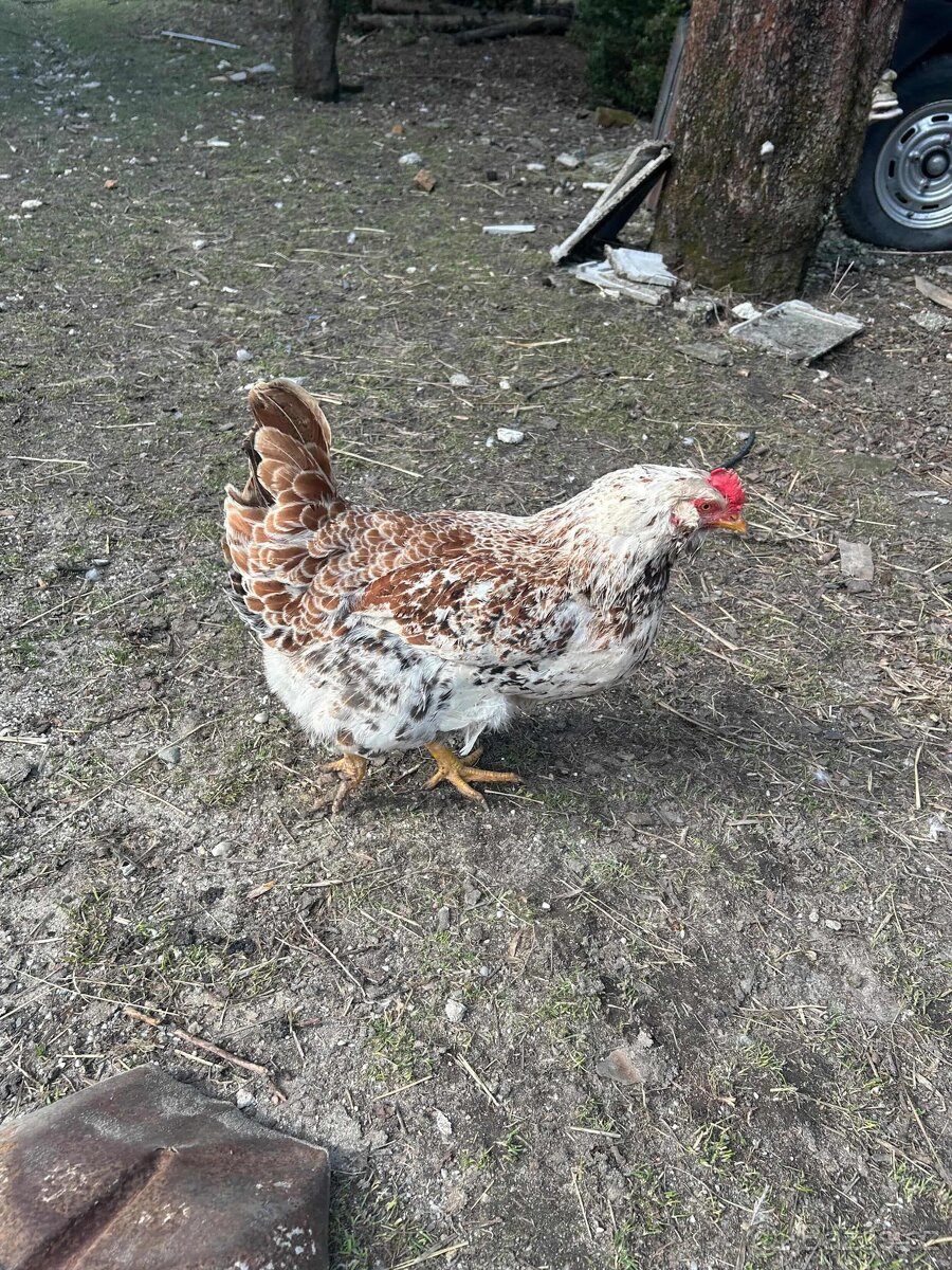 Slepice + kohouti - 3