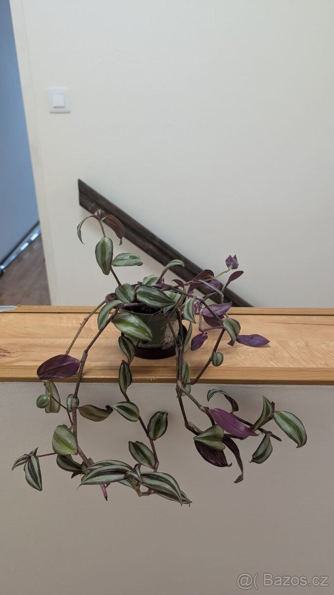 Tradescantia zebrina PURPLE - 3