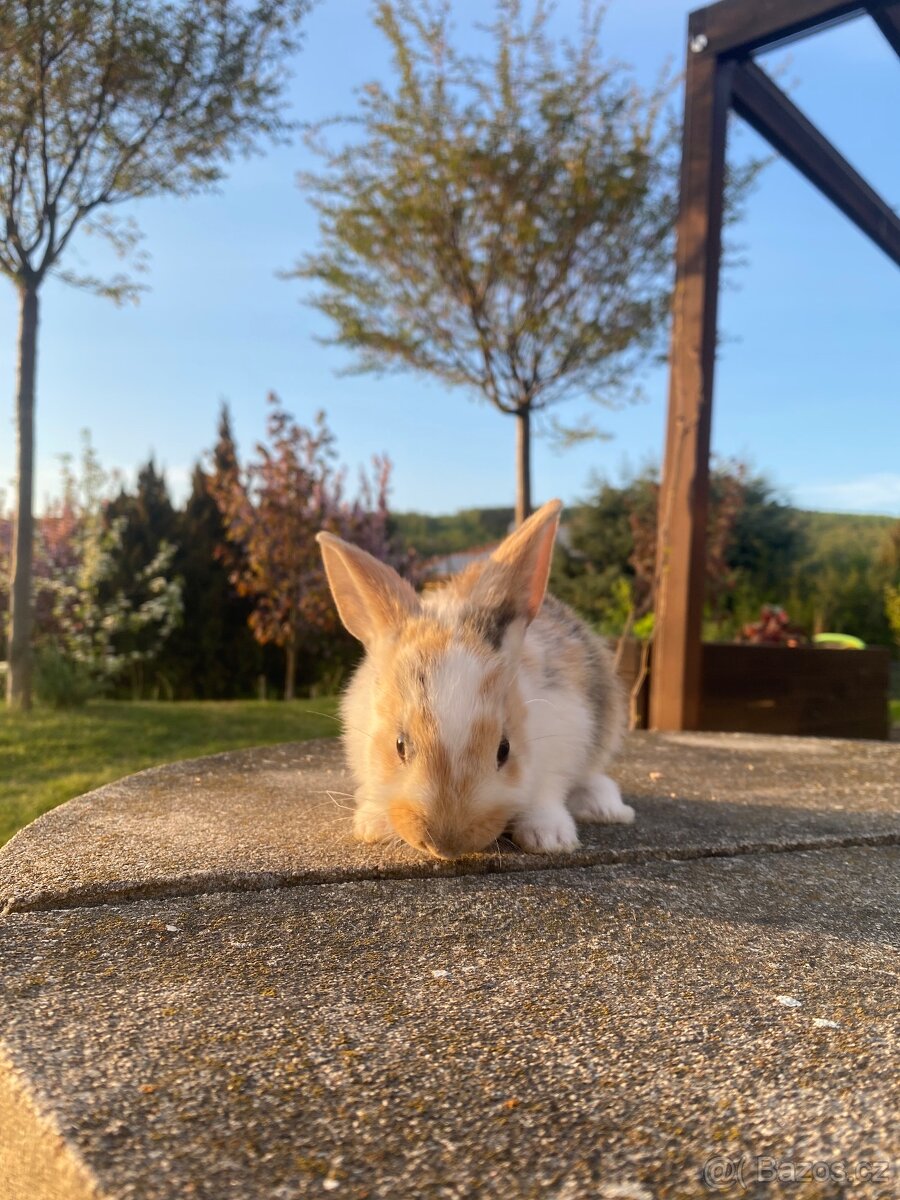 Zakrslý králík - 3