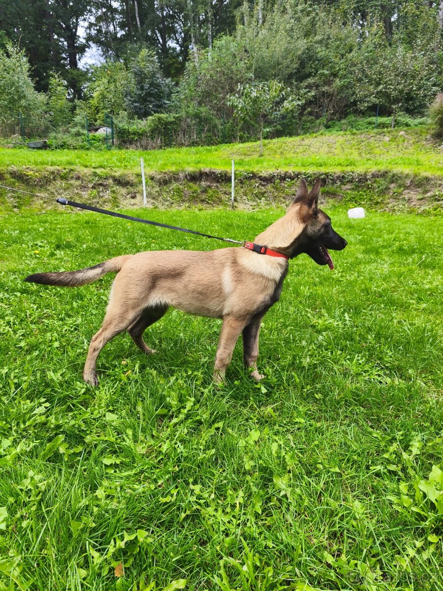 Malinois fena s PP - 3