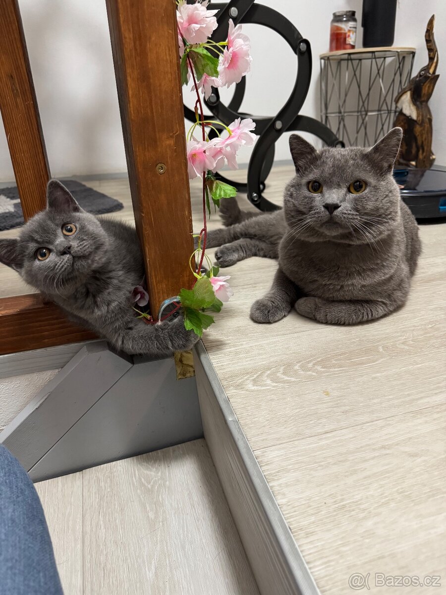 Britský kocour ke krytí - 3