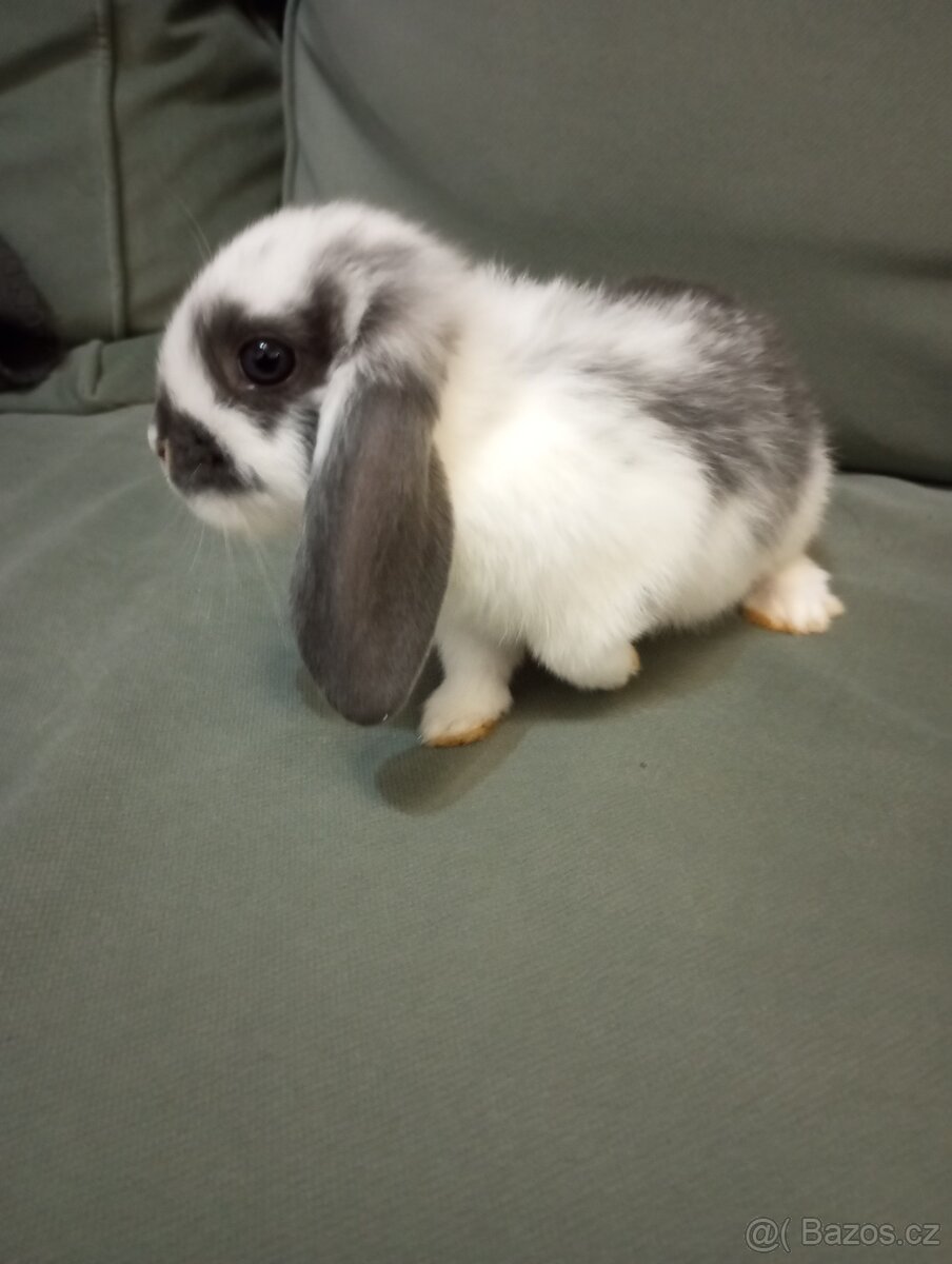 Zakrslý beránek králíček - 3