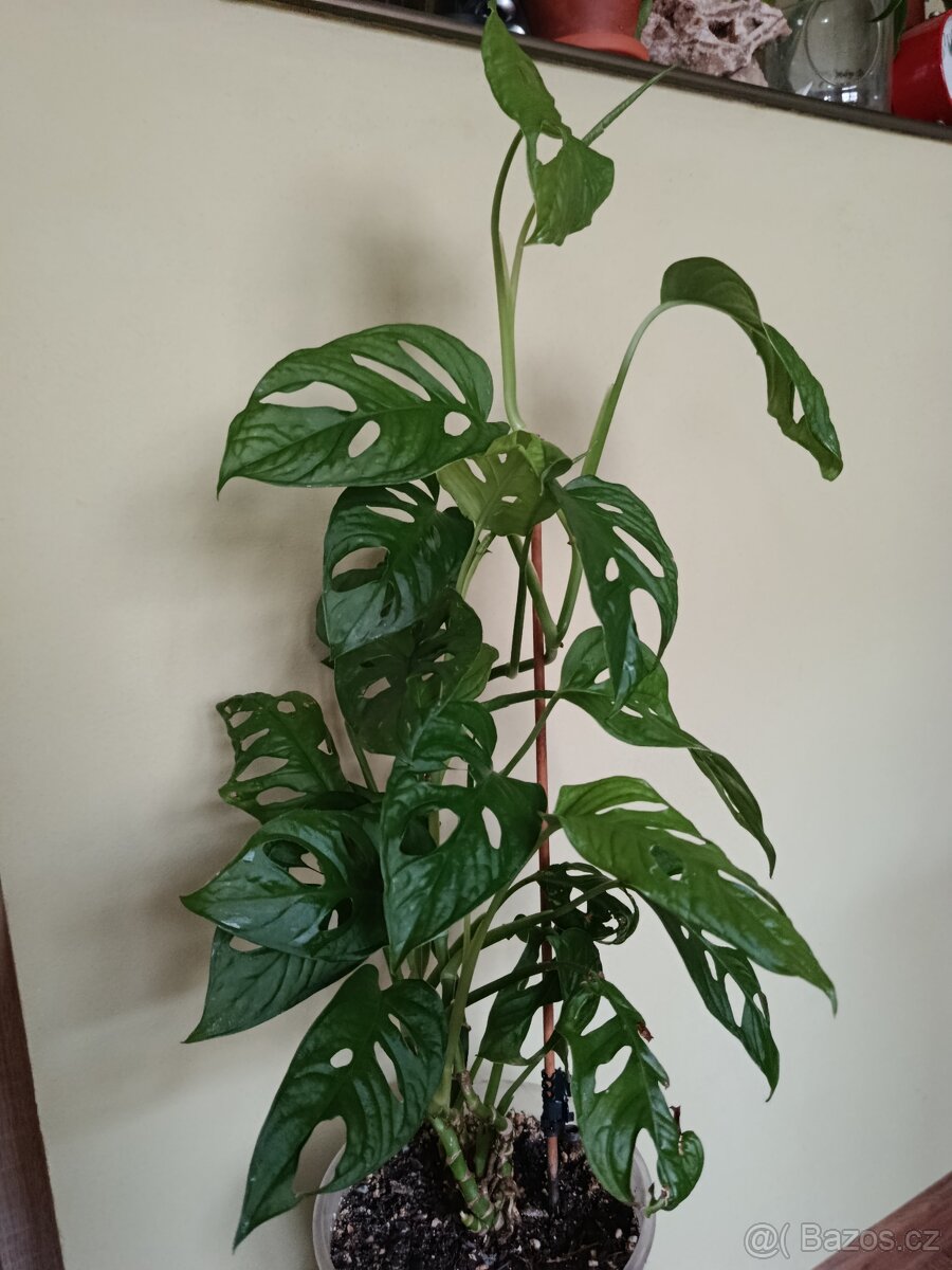 Monstera Adansonii (Monkey Mask), cca 60 cm - 3