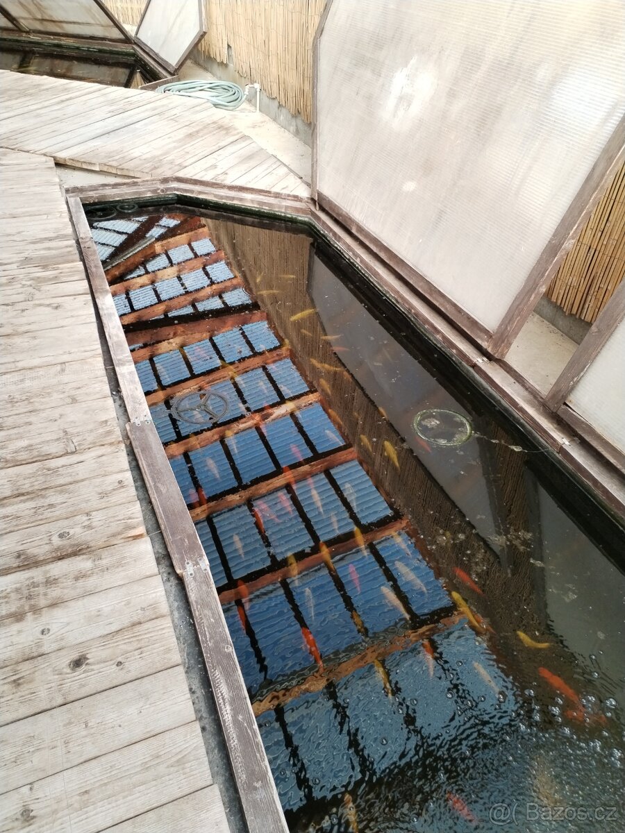 Koi kapr prodej od března - 3