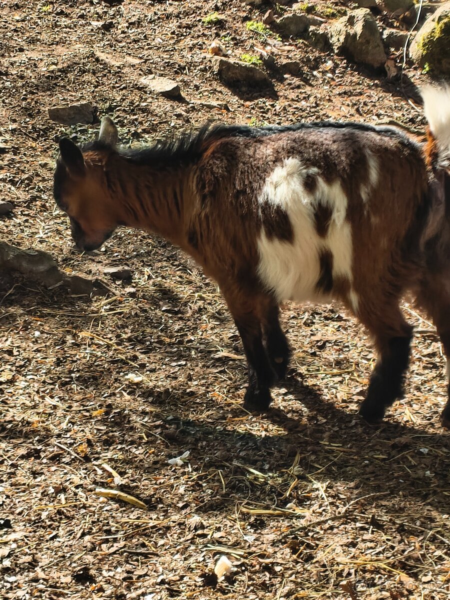 Holandské kozy - 3
