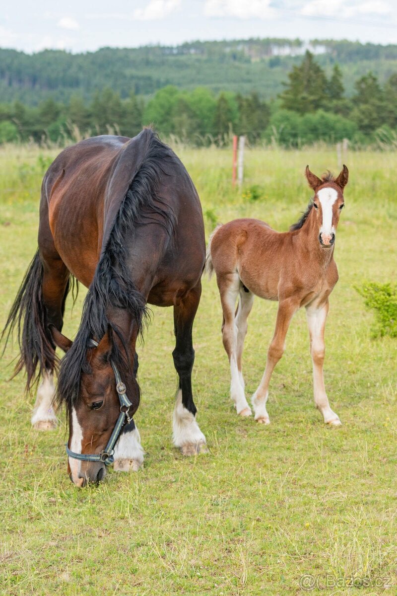 Welsh cob klisna - 3