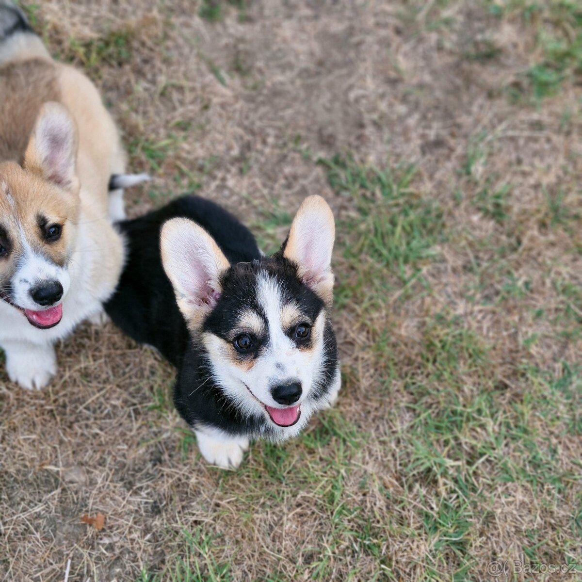 Welsh Corgi Pembroke - 3