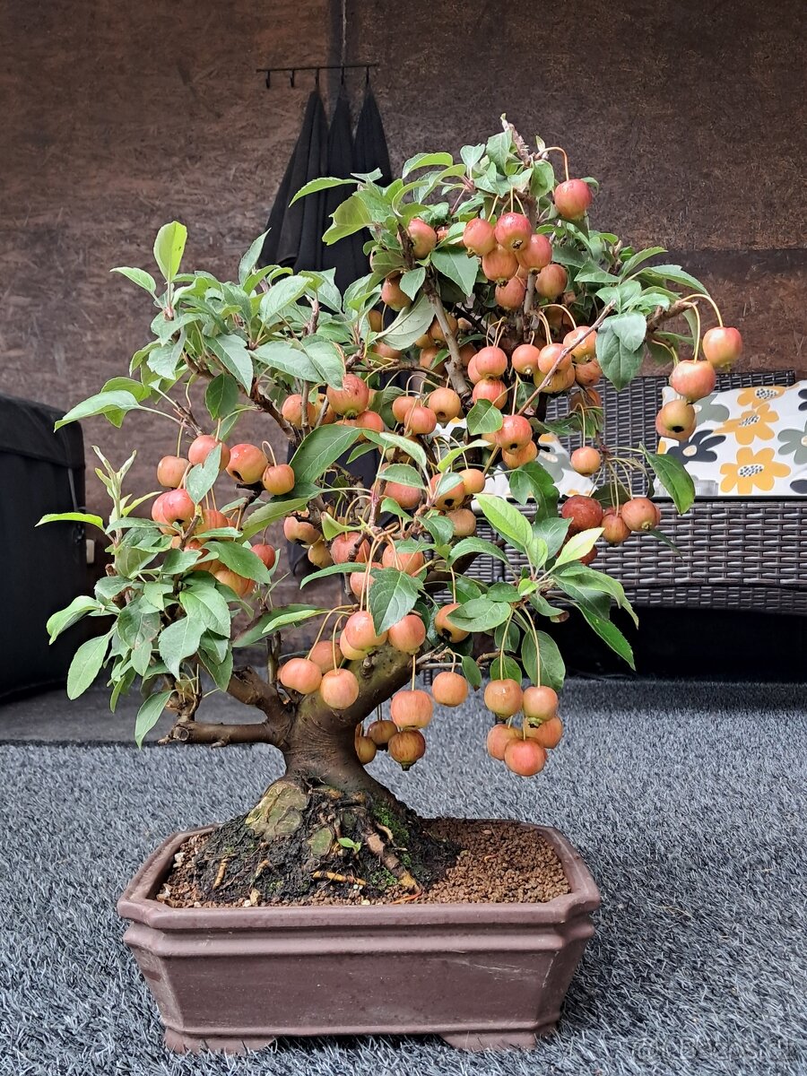 Bonsaj,bonsai Jabloň - 3