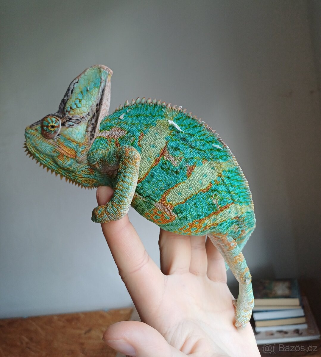 Chameleon Jemenský - 3